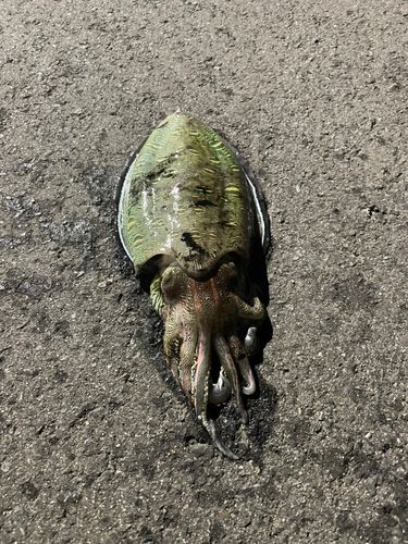 カミナリイカの釣果