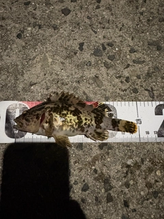 タケノコメバルの釣果