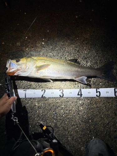 シーバスの釣果