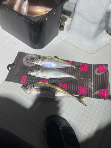アジの釣果