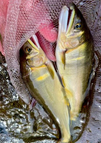 アユの釣果