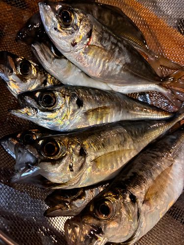 アジの釣果