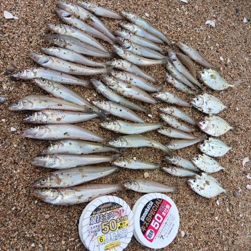 シロギスの釣果