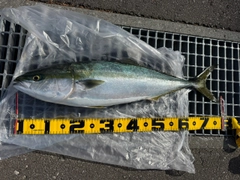 ワラサの釣果