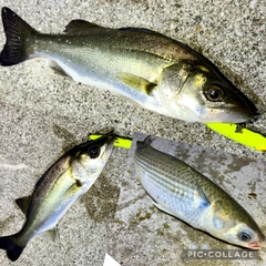セイゴ（マルスズキ）の釣果