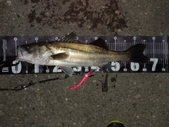 シーバスの釣果