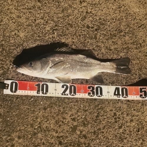 ハネ（マルスズキ）の釣果