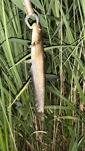 ナマズの釣果