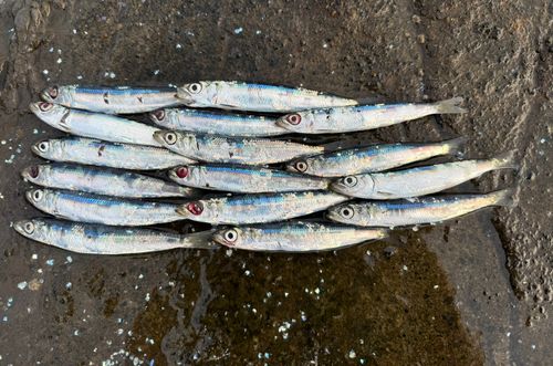 ウルメイワシの釣果