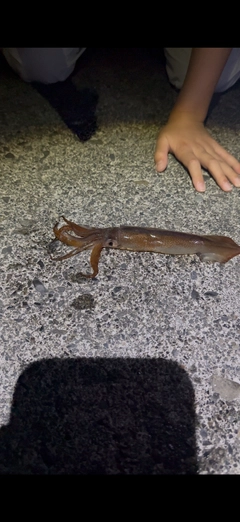 ムギイカの釣果