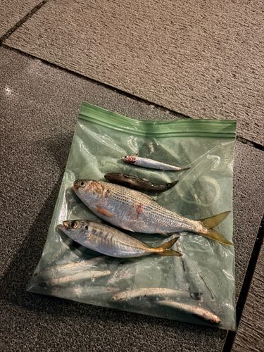 カタクチイワシの釣果