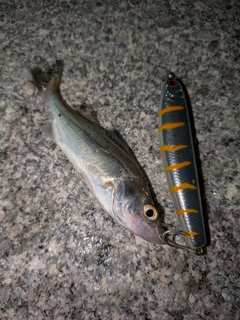 セイゴ（マルスズキ）の釣果
