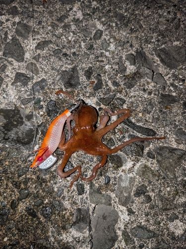 タコの釣果