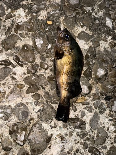 メバルの釣果