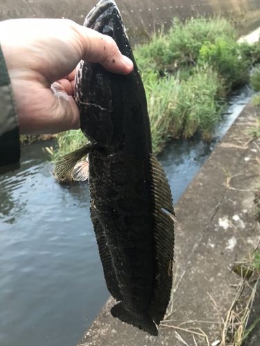 釣果一覧】茨城県で釣れたライギョ - アングラーズ | 釣果600万件の