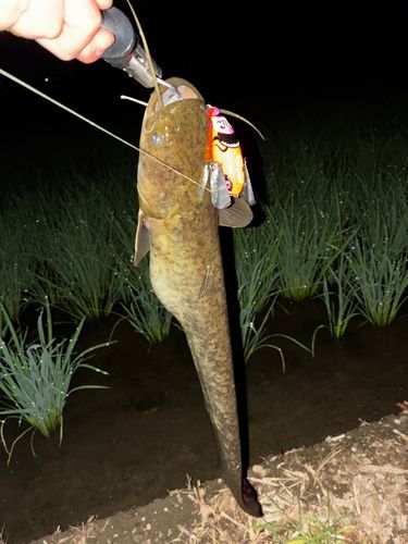 ナマズの釣果