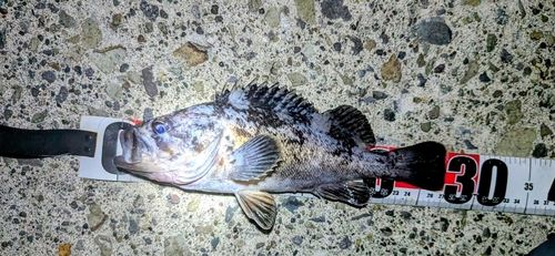クロソイの釣果