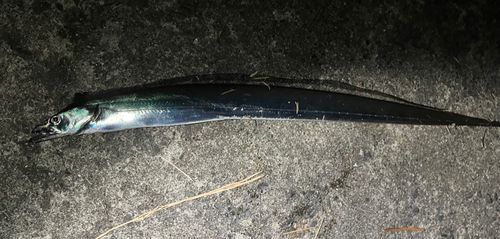 タチウオの釣果