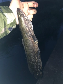 ライギョの釣果