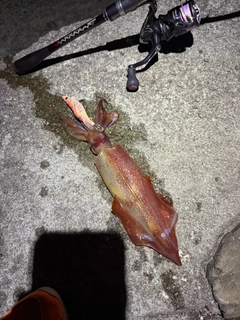 ケンサキイカの釣果