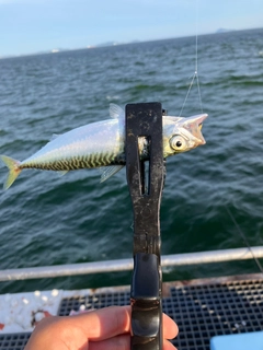 サバの釣果