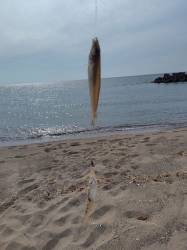 キスの釣果