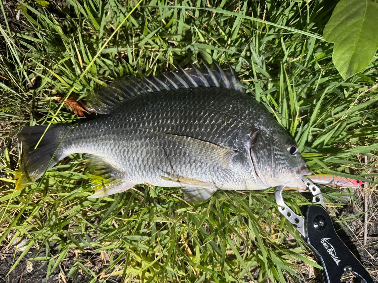 SHIMANO 18ディアルーナ S90MLの最安値・インプレ・釣果 | 本音の