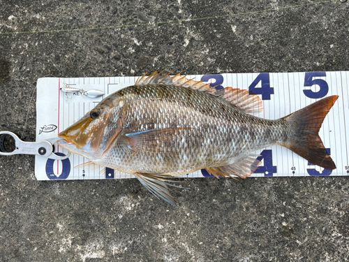タマンの釣果