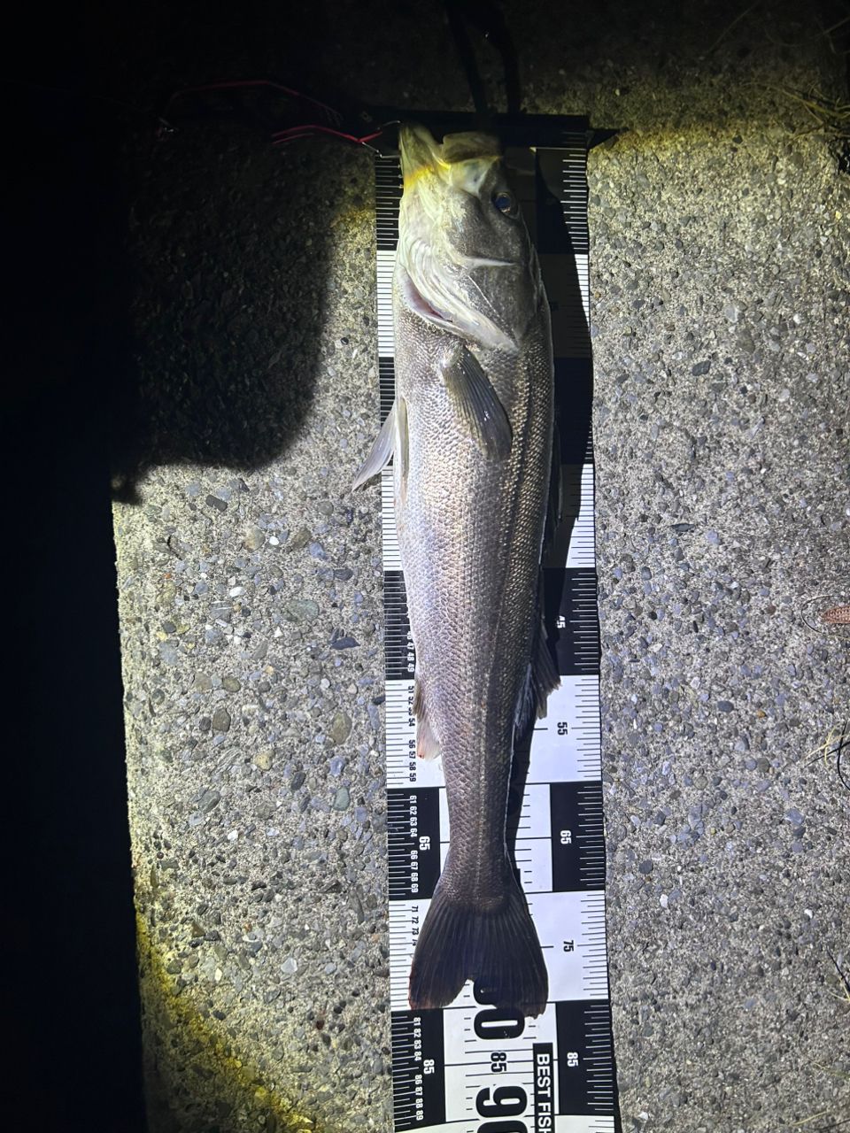 DAIWA 21モアザン ブランジーノ EX AGS 94MLの最安値・インプレ・釣果
