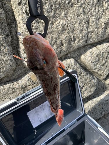ホウボウの釣果