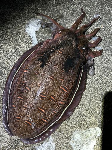 モンゴウイカの釣果