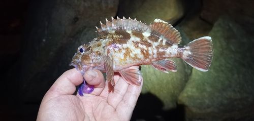 ガシラの釣果
