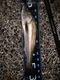 マルスズキの釣果