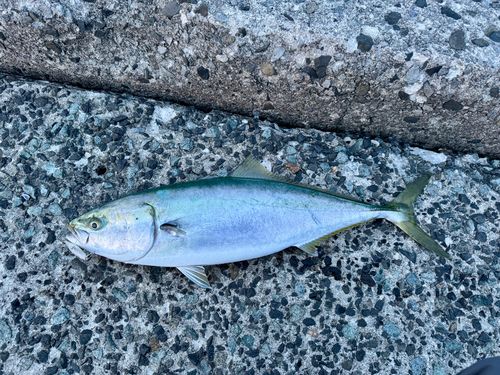 ブリの釣果