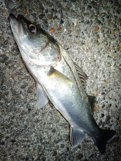 フッコ（マルスズキ）の釣果