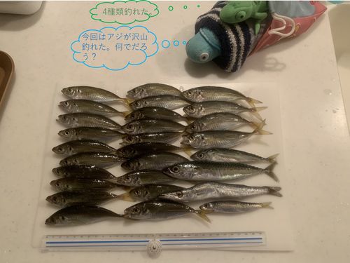 マアジの釣果