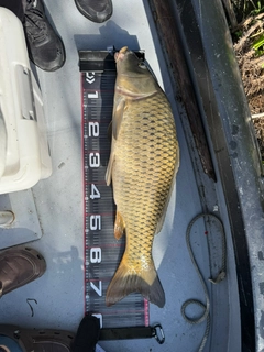 コイの釣果