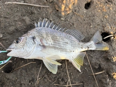 キビレの釣果
