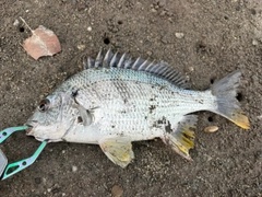 キビレの釣果
