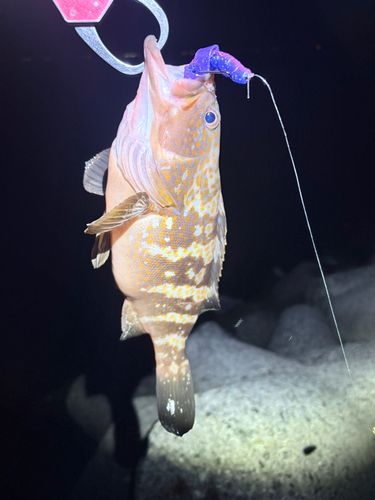 キジハタの釣果