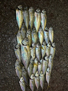 アジの釣果