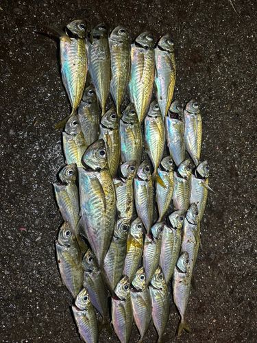 アジの釣果