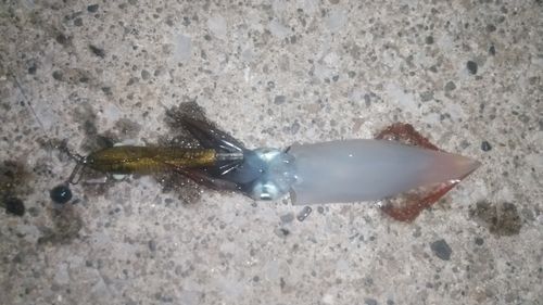 ケンサキイカの釣果