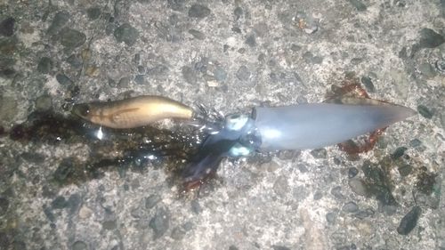 ケンサキイカの釣果