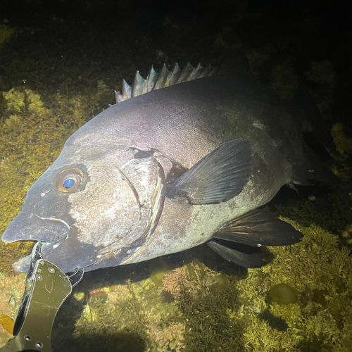 イシダイの釣果