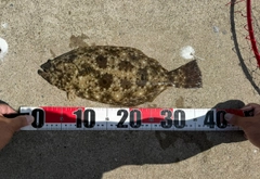 ヒラメの釣果