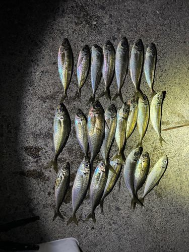 アジの釣果
