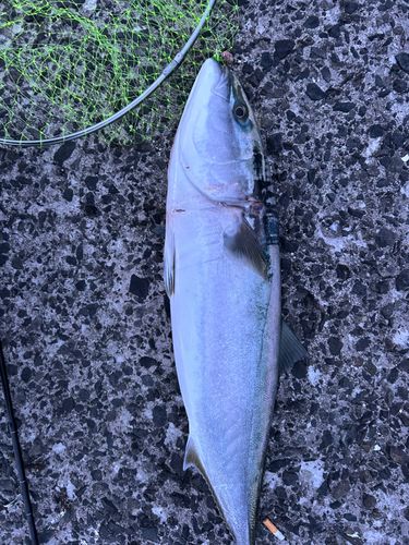 ブリの釣果