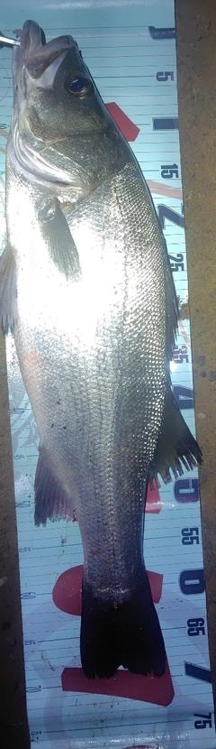 ヒラスズキの釣果