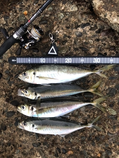 アジの釣果